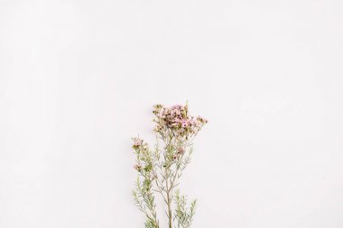 Kır çiçekleri şube. Düz yatıyordu, en iyi görünüm çok az bahar çiçek kavramı.