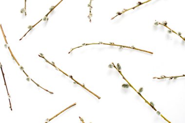 Söğüt dalları desen beyaz arka plan üzerinde. Düz yatıyordu, en iyi görünümü.