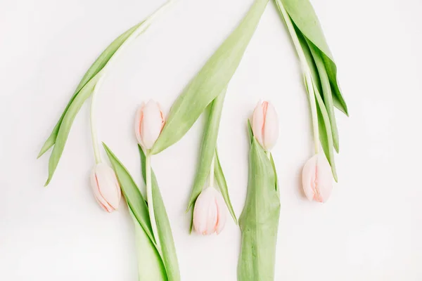 Розовые Цветы Тюльпан Белом Фоне Квартира Лежала Вид Сверху Концепция — стоковое фото