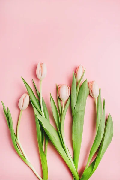 Pastelově Růžový Tulipán Květy Kytice Růžovém Pozadí Pohled Ploché Ležel — Stock fotografie