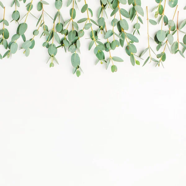 Eucalyptus Tak Witte Achtergrond Plat Lag Bovenaan Bekijk Blog Website — Stockfoto