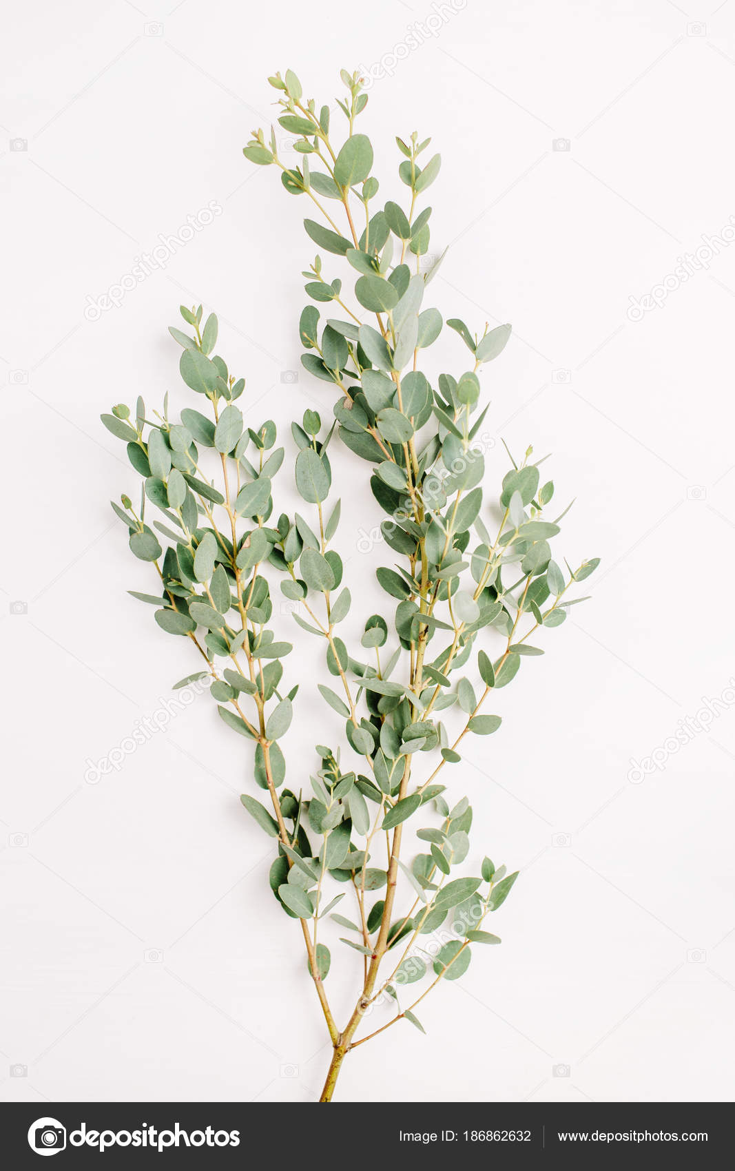 eucalyptus blomma pris
