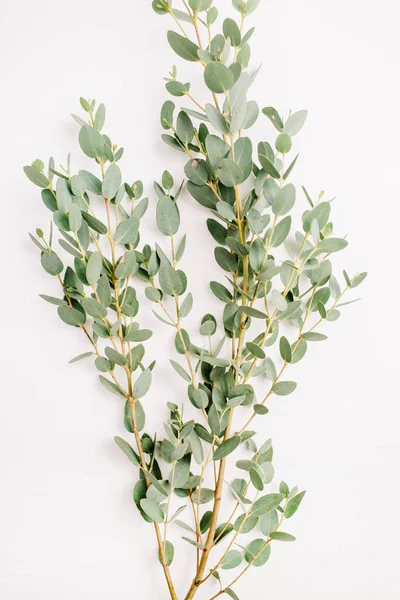 Vertakking Van Bloem Van Het Eucalyptus Witte Achtergrond Plat Lag — Stockfoto