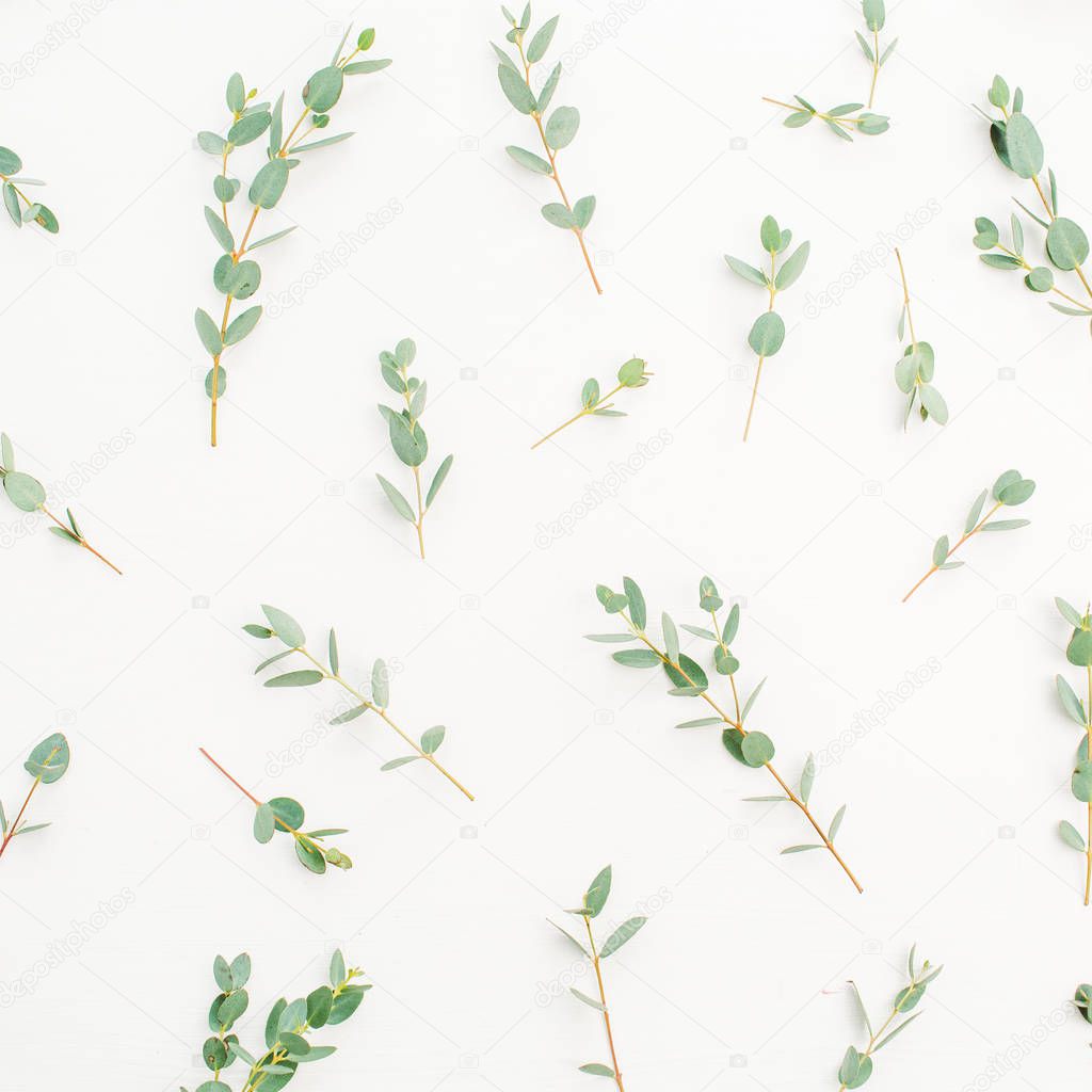 Eucalyptus branch pattern on white background. Flat lay, top view.