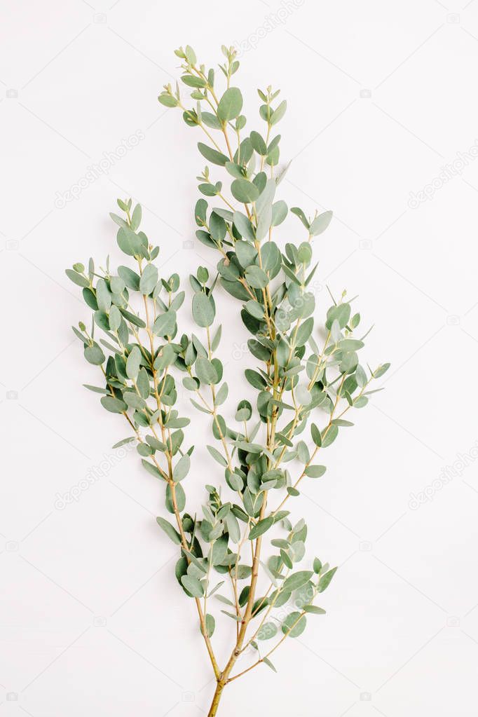 Eucalyptus branch on white background. Minimalistic flower concept. Flat lay, top view.