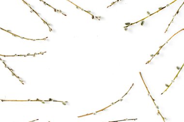 Söğüt dalları beyaz zemin üzerine çerçeve. Düz yatıyordu, en iyi görünümü.