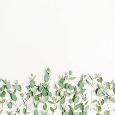 Okaliptüs dalları beyaz arka plan üzerinde. Düz yatıyordu, en iyi görünümü.