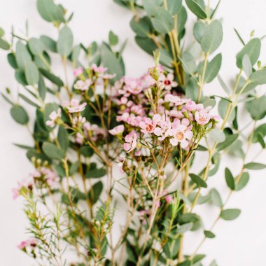 Okaliptüs ve kır çiçeği dalları. En az çiçek arka plan.