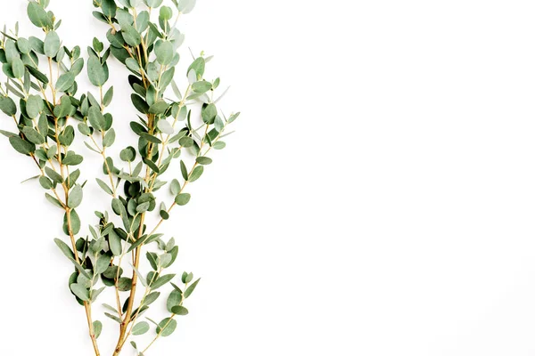 Vertakking Van Bloem Van Het Eucalyptus Witte Achtergrond Plat Lag — Stockfoto
