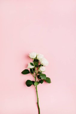 Beyaz çiçek şube pastel pembe gül. Düz yatıyordu, en iyi görünüm. En az bahar çiçek kompozisyon.
