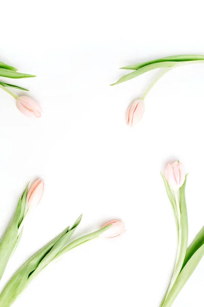 Рамка Бледно Розовые Цветы Тюльпан Белом Фоне Квартира Лежала Вид — стоковое фото