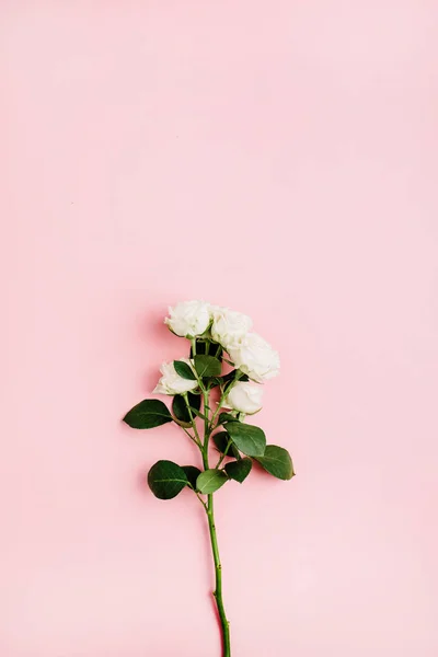 Beyaz Çiçek Şube Pastel Pembe Gül Düz Yatıyordu Iyi Görünüm — Stok fotoğraf
