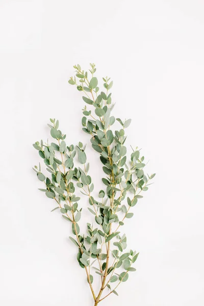 Flatlay Van Eucalyptus Tak Witte Achtergrond Minimale Bloem Samenstelling Plat — Stockfoto