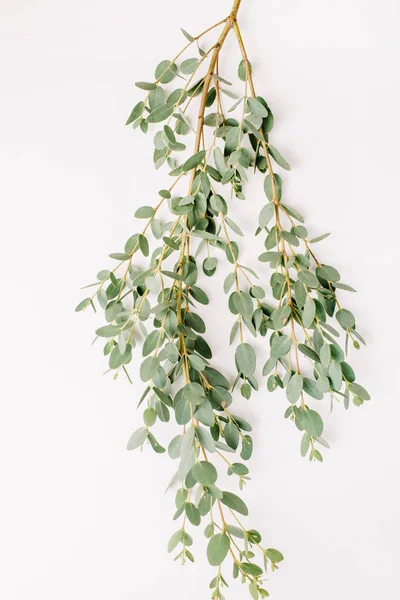 Eucalyptus Tak Witte Achtergrond Minimale Bloem Samenstelling Plat Lag Top — Stockfoto