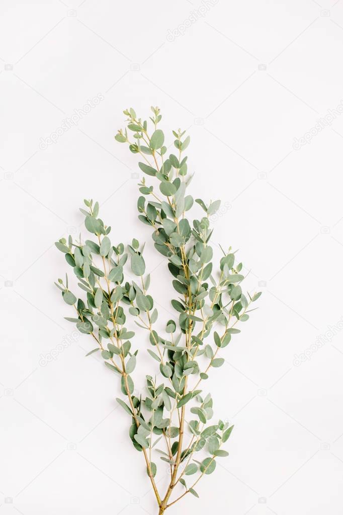 Flatlay of eucalyptus branch on white background. Minimal flower composition. Flat lay, top view.