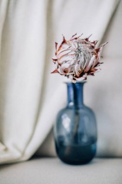 Protea çiçek mavi vazosu.