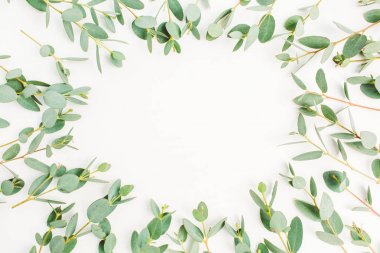 Okaliptüs çerçevesinde desen beyaz arka plan üzerinde metin alanı olan dalları. Düz yatıyordu, en iyi görünümü kahraman başlığı kavramı.