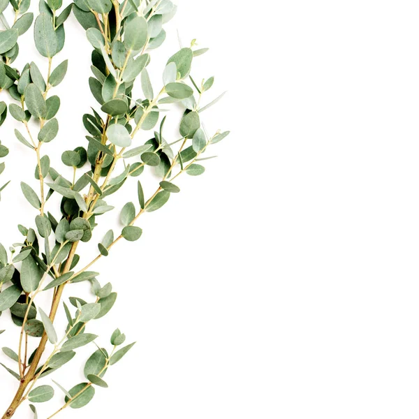 Eucalyptus Branch White Background Minimal Spring Floral Concept Flat Lay — Stock Photo, Image