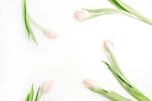 Ram Blek Rosa Tulpan Blommor Vit Bakgrund Platt Lekmanna Top — Stockfoto