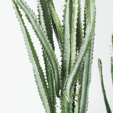 Tropikal sulu ağaç beyaz arka plan üzerinde. En az çiçek kavramı.