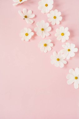 Güzel beyaz bir papatya, soluk pembe arka planda papatya çiçekleri. Tatil, düğün, doğum günü, yıldönümü konsepti. Düz konum, üst görünüm kopyalama alanı. Asgari konsept.