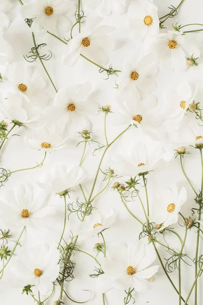 Belo Padrão Com Camomila Branca Flores Margaridas Textura Floral Impressão — Fotografia de Stock
