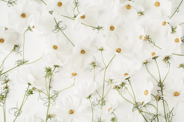 Een Prachtig Patroon Met Witte Kamille Madeliefjes Bloemen Bloemen Textuur — Stockfoto