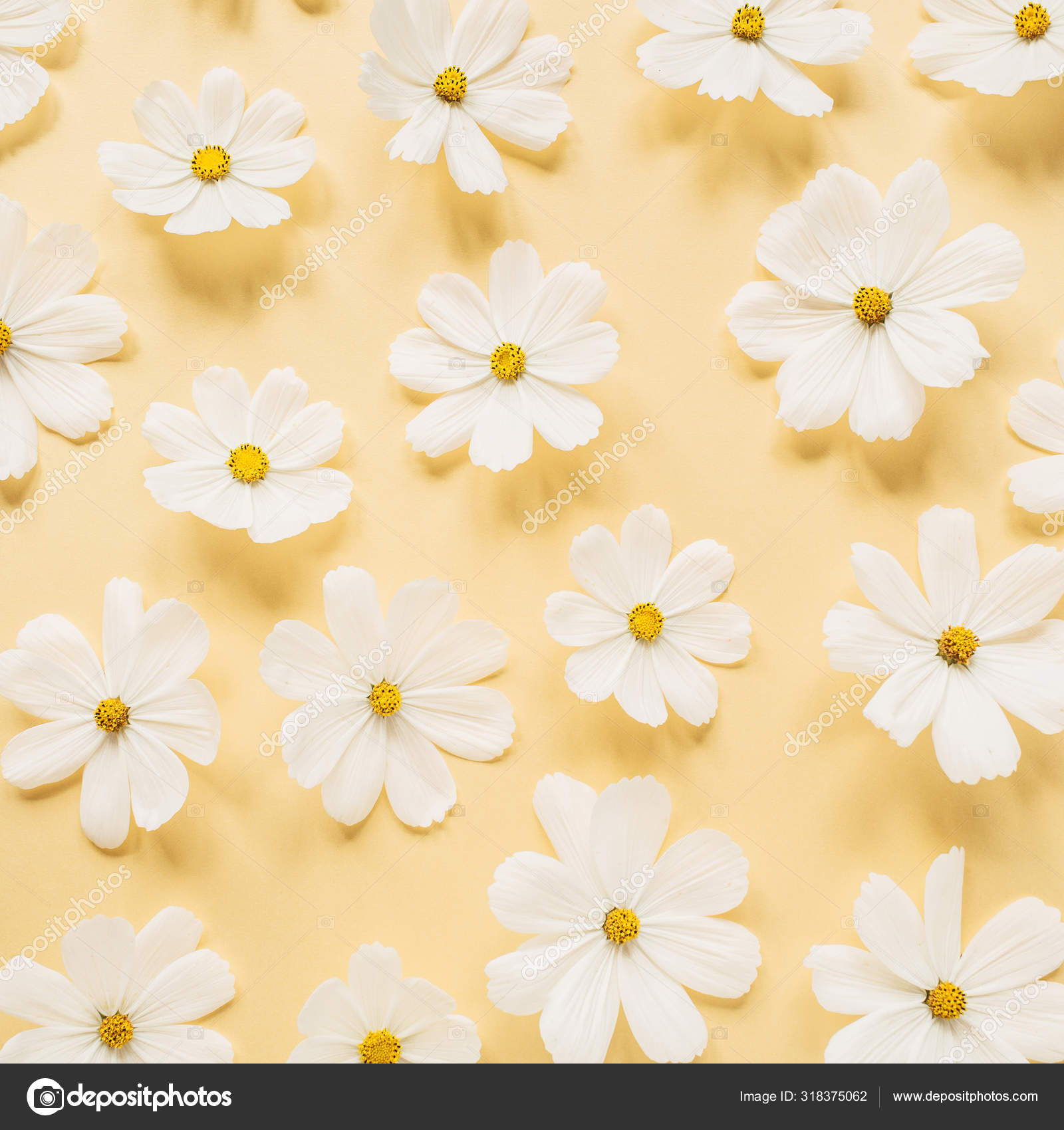 Beautiful Pattern White Chamomile Daisies Flowers Pale Yellow Background  Floral Stock Photo by ©maximleshkovich 318375062