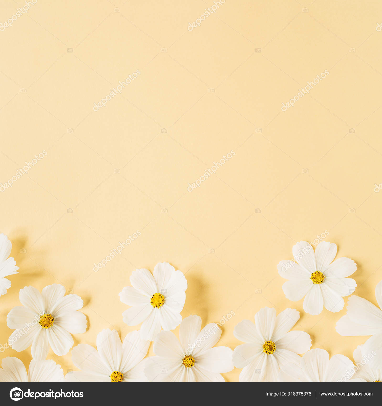 Minimal Styled Concept White Daisy Chamomile Flowers Pale Yellow Background  Stock Photo by ©maximleshkovich 318375376