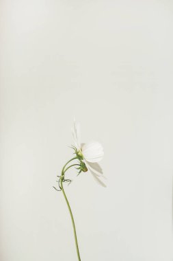 Minimum stil konsept. Beyaz arka planda beyaz papatya çiçeği. Uzayı kopyala Yaratıcı yaşam tarzı yaz, bahar konsepti.