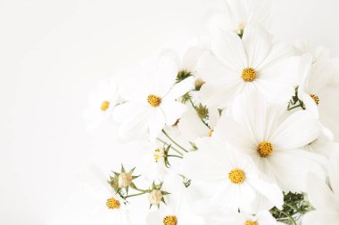 Beyaz papatyalı güzel bir desen, papatya çiçekleri. Çiçek dokusu ya da parmak izi. Tatil, düğün, doğum günü, yıldönümü konsepti. Boşluğu kopyala.