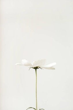 Minimum stil konsept. Beyaz arka planda beyaz papatya çiçeği. Uzayı kopyala Yaratıcı yaşam tarzı yaz, bahar konsepti.