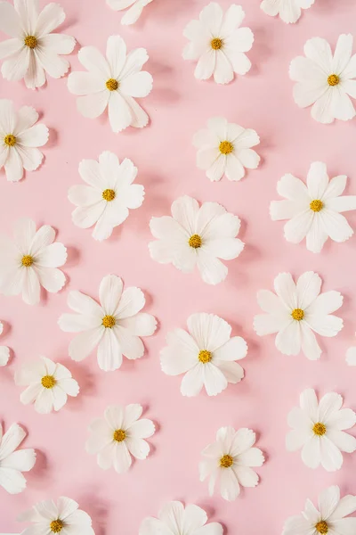Een Prachtig Patroon Met Witte Kamille Madeliefjes Bloemen Lichtroze Achtergrond — Stockfoto
