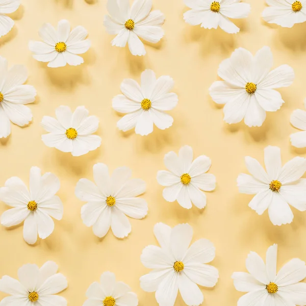Beautiful Pattern White Romomile Daisies Flowers Pale Yellow Background Цветочная — стоковое фото