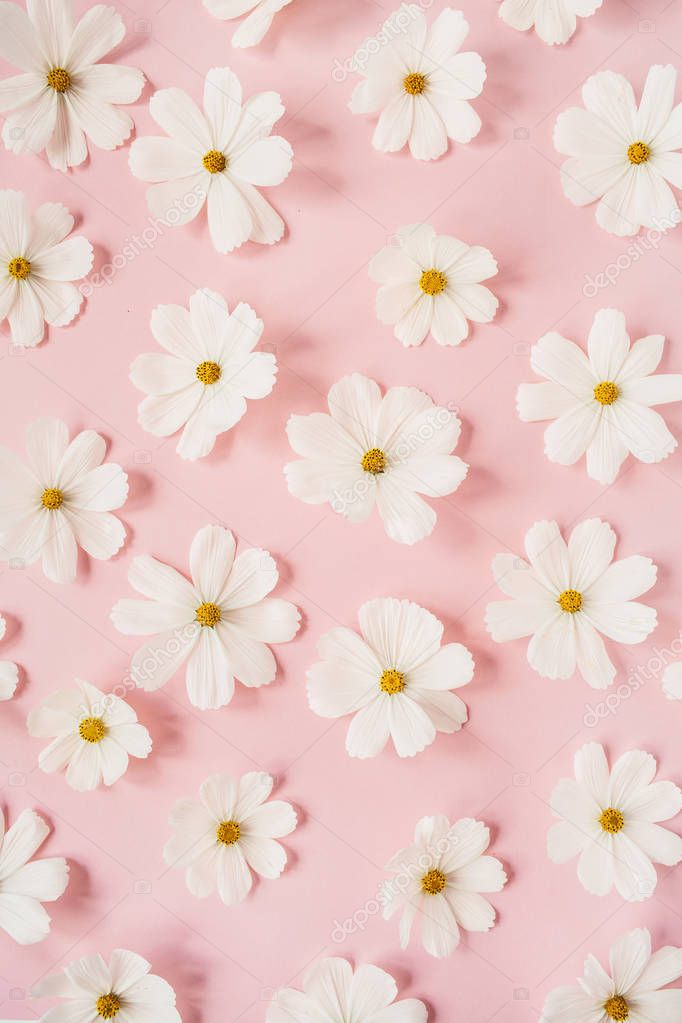 A beautiful pattern with white chamomile, daisies flowers on pale pink background. Floral texture or print. Holiday, wedding, birthday, anniversary concept.  Flat lay, top view.