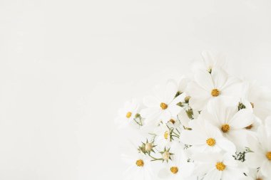 Beyaz papatyalı güzel bir desen, papatya çiçekleri. Çiçek dokusu ya da parmak izi. Tatil, düğün, doğum günü, yıldönümü konsepti. Boşluğu kopyala.