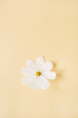 Minimum stil konsept. Soluk sarı arka planda beyaz papatya çiçeği. Uzayı kopyala Yaratıcı yaşam tarzı yaz, bahar konsepti.