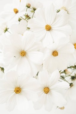 Beyaz papatyalı güzel bir desen, papatya çiçekleri. Çiçek dokusu ya da parmak izi. Tatil, düğün, doğum günü, yıldönümü konsepti. 