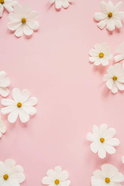Concept Minimaliste Style Fleurs Blanches Camomille Marguerite Sur Fond Rose — Photo