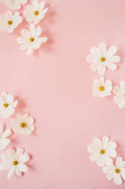 Minimum stil konsept. Soluk pembe arka planda beyaz papatya çiçekleri. Yaratıcı yaşam tarzı, yaz, bahar konsepti. Boşluğu kopyala, düz yat, üst görünüm.