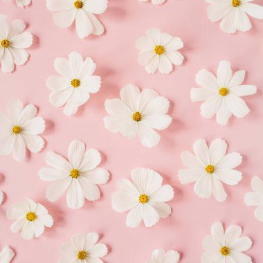Beyaz papatyalı güzel bir desen, soluk pembe arka planda papatyalar. Çiçek dokusu ya da parmak izi. Tatil, düğün, doğum günü, yıldönümü konsepti. Düz yatış, üst görünüm.