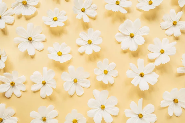 Een Prachtig Patroon Met Witte Kamille Madeliefjes Bloemen Lichtgele Achtergrond — Stockfoto