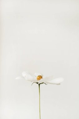 Minimum stil konsept. Beyaz arka planda beyaz papatya çiçeği. Uzayı kopyala Yaratıcı yaşam tarzı yaz, bahar konsepti.