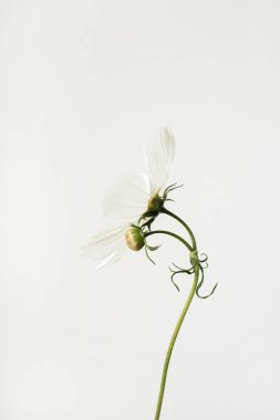 Minimum stil konsept. Beyaz arka planda beyaz papatya çiçeği. Uzayı kopyala Yaratıcı yaşam tarzı yaz, bahar konsepti.