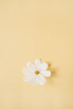 Minimum stil konsept. Soluk sarı arka planda beyaz papatya çiçeği. Uzayı kopyala Yaratıcı yaşam tarzı yaz, bahar konsepti.