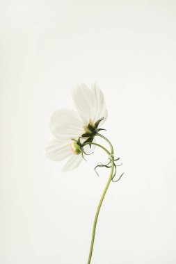 Minimum stil konsept. Beyaz arka planda beyaz papatya çiçeği. Uzayı kopyala Yaratıcı yaşam tarzı yaz, bahar konsepti.