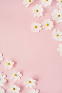 Güzel beyaz bir papatya, soluk pembe arka planda papatya çiçekleri. Tatil, düğün, doğum günü, yıldönümü konsepti. Düz konum, üst görünüm kopyalama alanı. Asgari konsept.