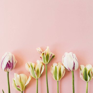 Pembe arka planda lale çiçekleri. Düz konum, üst görünüm minimal çiçek bileşimi.