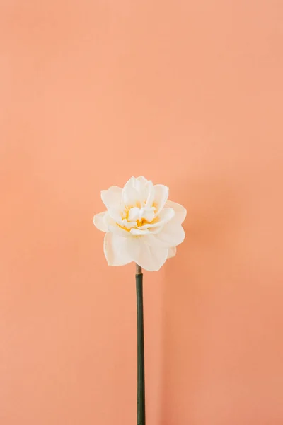 Jeden Narcis Květina Pozadí Korálové Broskve Plochá Poloha Horní Pohled — Stock fotografie