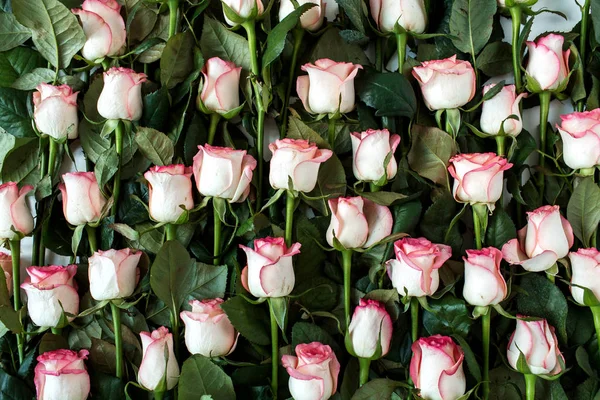 Κοντινό Πλάνο Ροζ Τριαντάφυλλα Μορφή Λουλουδιού — Φωτογραφία Αρχείου